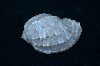 藏品(大楊桃螺)的圖片